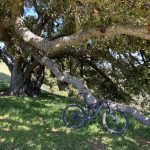 Calero Bike Tree